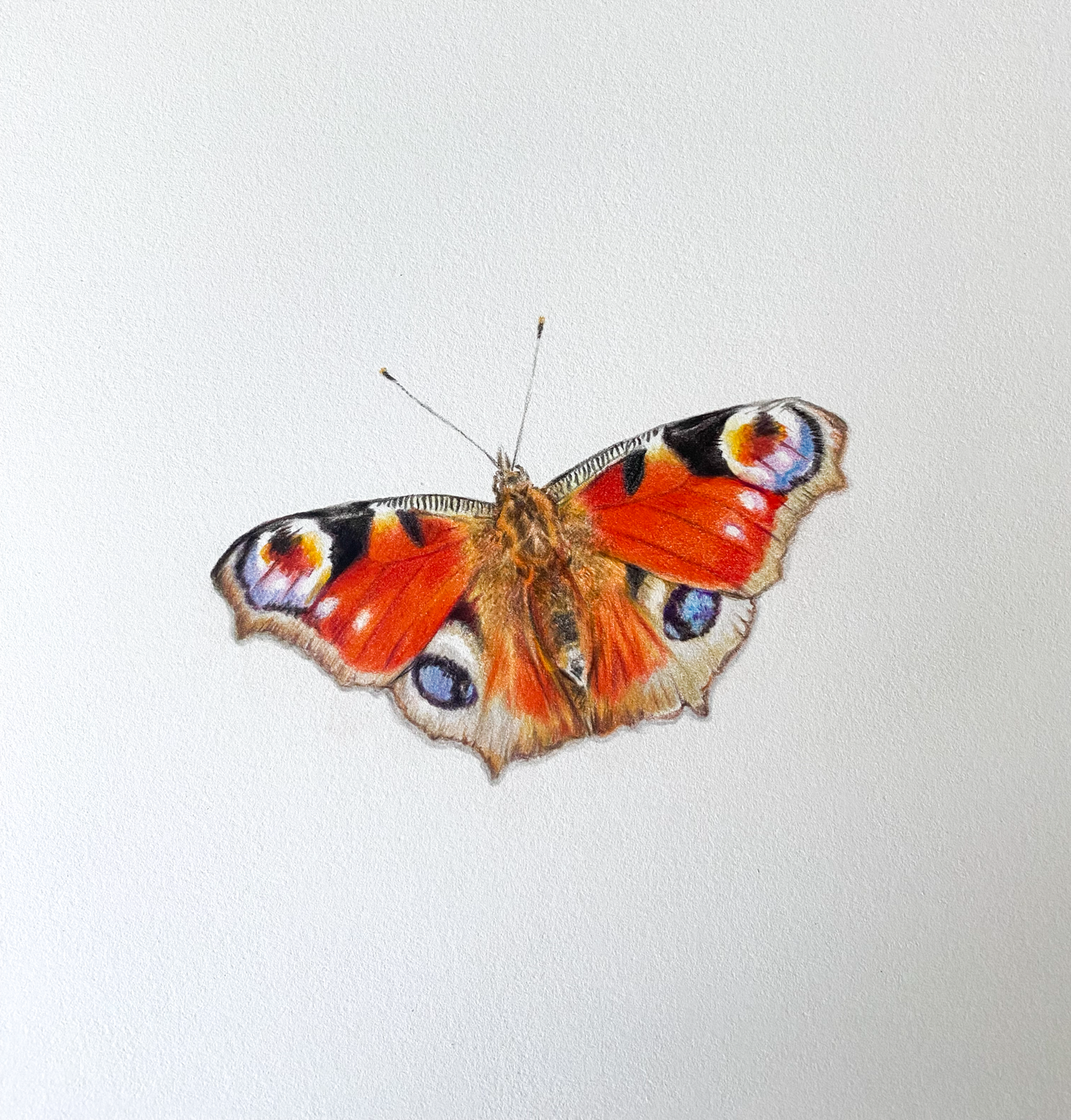 Fine Art Original - Peacock Butterfly