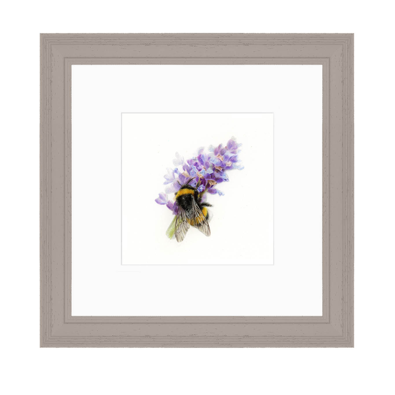 Bumblebee on Lavender