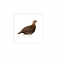 Roaming Red Grouse