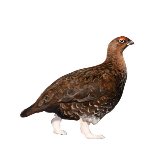 Roaming Red Grouse