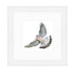 Wood Pigeon - Collector’s Edition Print